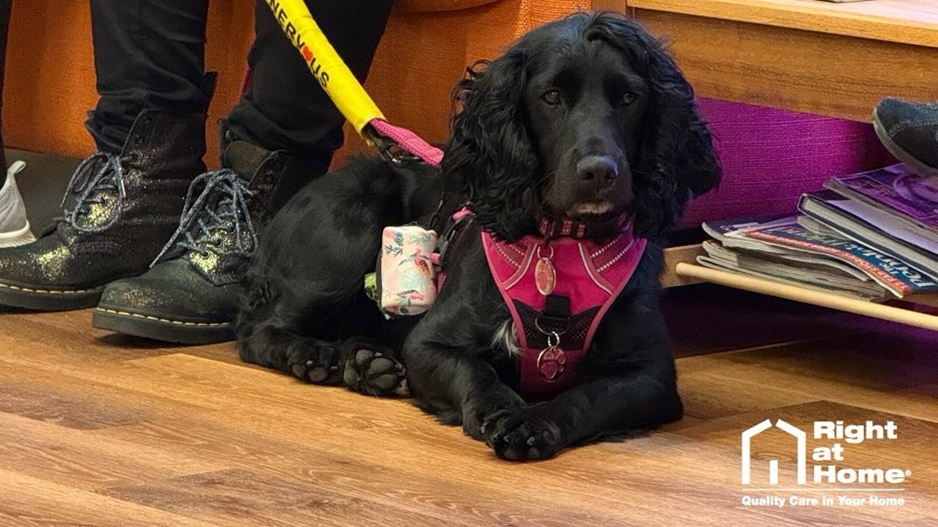 Image of Lola, Right at Home Salisbury & Andover's cocker spaniel therapy dog in training.