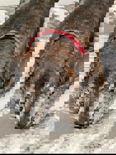 Chief the caring dog