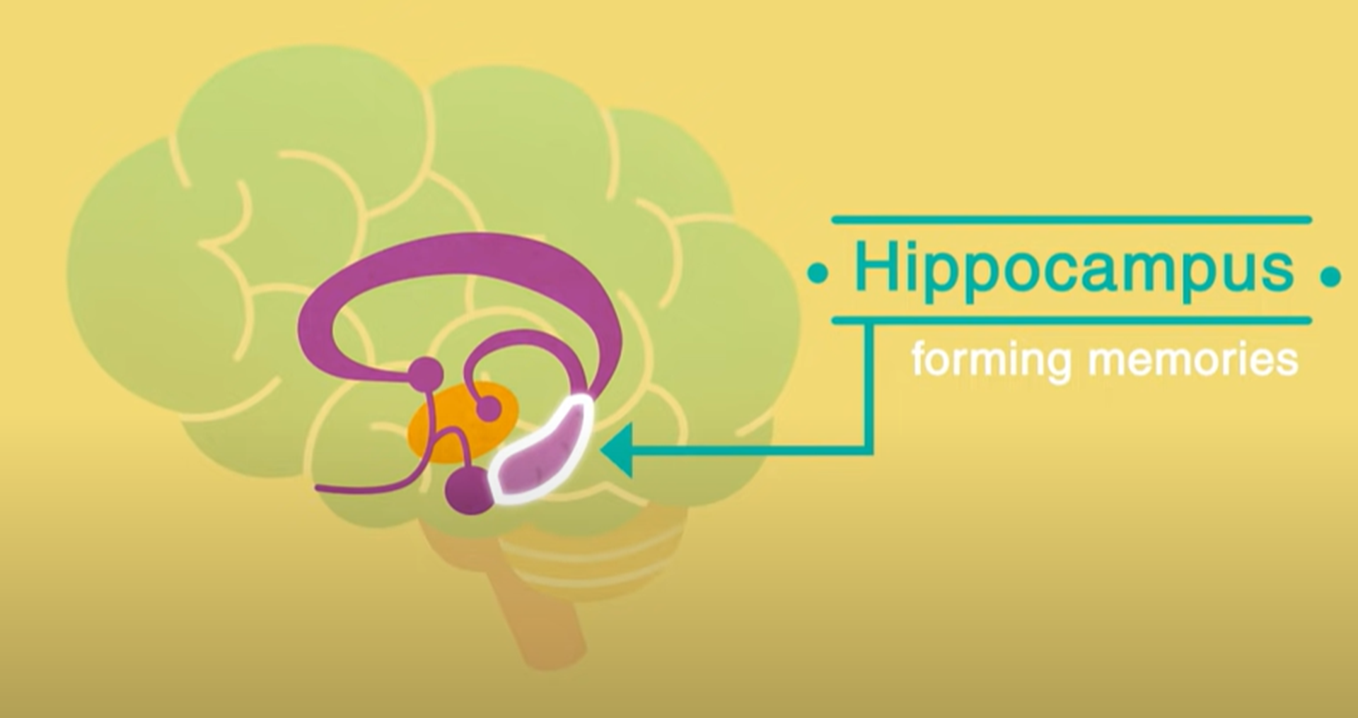 Hippocampus