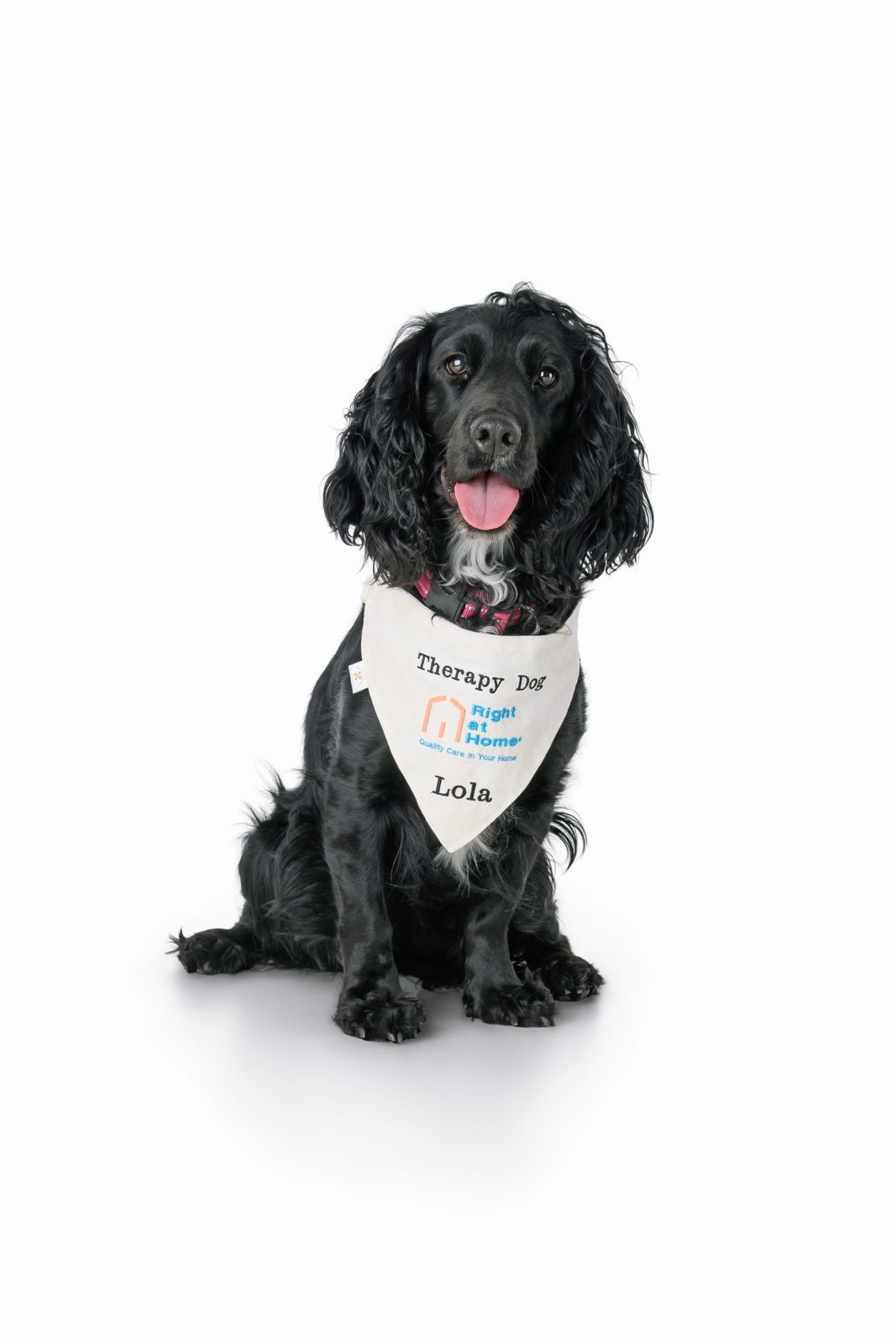 Lola our therapy dog